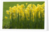 Yellow Martinette Narcissus by Anonymous