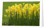 Yellow Martinette Narcissus by Anonymous