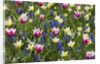 Mixed Tulips and Grape Hyacinth by Anonymous