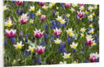 Mixed Tulips and Grape Hyacinth by Anonymous