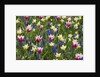 Mixed Tulips and Grape Hyacinth by Anonymous