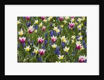 Mixed Tulips and Grape Hyacinth by Anonymous