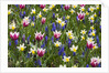 Mixed Tulips and Grape Hyacinth by Anonymous