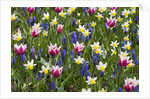 Mixed Tulips and Grape Hyacinth by Anonymous