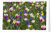 Mixed Tulips and Grape Hyacinth by Anonymous