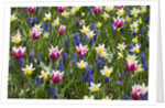 Mixed Tulips and Grape Hyacinth by Anonymous