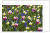 Mixed Tulips and Grape Hyacinth by Anonymous