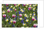 Mixed Tulips and Grape Hyacinth by Anonymous