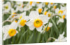 Flowerdrift Narcissus by Corbis