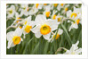 Flowerdrift Narcissus by Anonymous