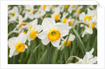 Flowerdrift Narcissus by Corbis