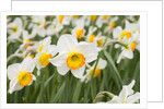 Flowerdrift Narcissus by Corbis