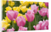 Mirella Tulips by Anonymous