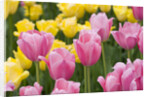 Mirella Tulips by Anonymous