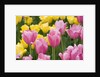 Mirella Tulips by Anonymous