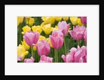 Mirella Tulips by Anonymous