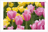 Mirella Tulips by Anonymous