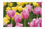 Mirella Tulips by Anonymous