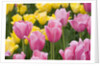 Mirella Tulips by Anonymous