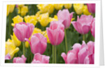 Mirella Tulips by Anonymous