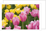 Mirella Tulips by Anonymous