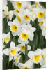 Orange Ice Follies Narcissus by Anonymous