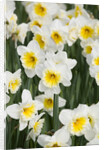 Orange Ice Follies Narcissus by Anonymous