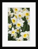 Orange Ice Follies Narcissus by Anonymous