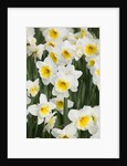 Orange Ice Follies Narcissus by Anonymous