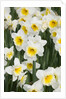 Orange Ice Follies Narcissus by Anonymous