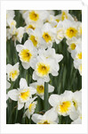 Orange Ice Follies Narcissus by Anonymous