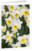Orange Ice Follies Narcissus by Anonymous
