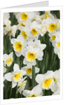 Orange Ice Follies Narcissus by Anonymous
