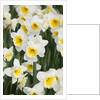 Orange Ice Follies Narcissus by Anonymous