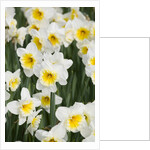 Orange Ice Follies Narcissus by Anonymous