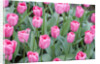 Nico Vos Tulips by Anonymous