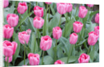 Nico Vos Tulips by Anonymous