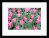 Nico Vos Tulips by Anonymous