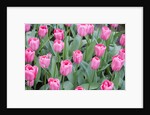 Nico Vos Tulips by Anonymous
