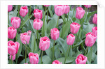 Nico Vos Tulips by Anonymous