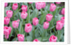Nico Vos Tulips by Anonymous