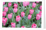 Nico Vos Tulips by Anonymous