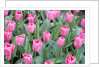 Nico Vos Tulips by Anonymous