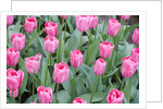 Nico Vos Tulips by Anonymous