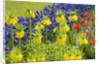 Yellow Fritillaria Imperialis by Anonymous