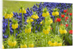Yellow Fritillaria Imperialis by Anonymous