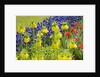 Yellow Fritillaria Imperialis by Anonymous