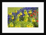 Yellow Fritillaria Imperialis by Anonymous