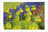 Yellow Fritillaria Imperialis by Anonymous