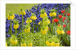 Yellow Fritillaria Imperialis by Anonymous
